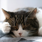 2025026期双色球开奖号码及中奖详情公布 42nz9