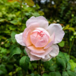 3d近30期开奖结果最新走势图表与数据分析 qoecman